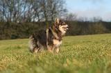 CHIEN FINNOIS DE LAPONIE 271